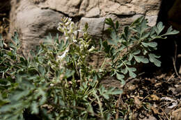 Image of Corydalis fangshanensis W. T. Wang