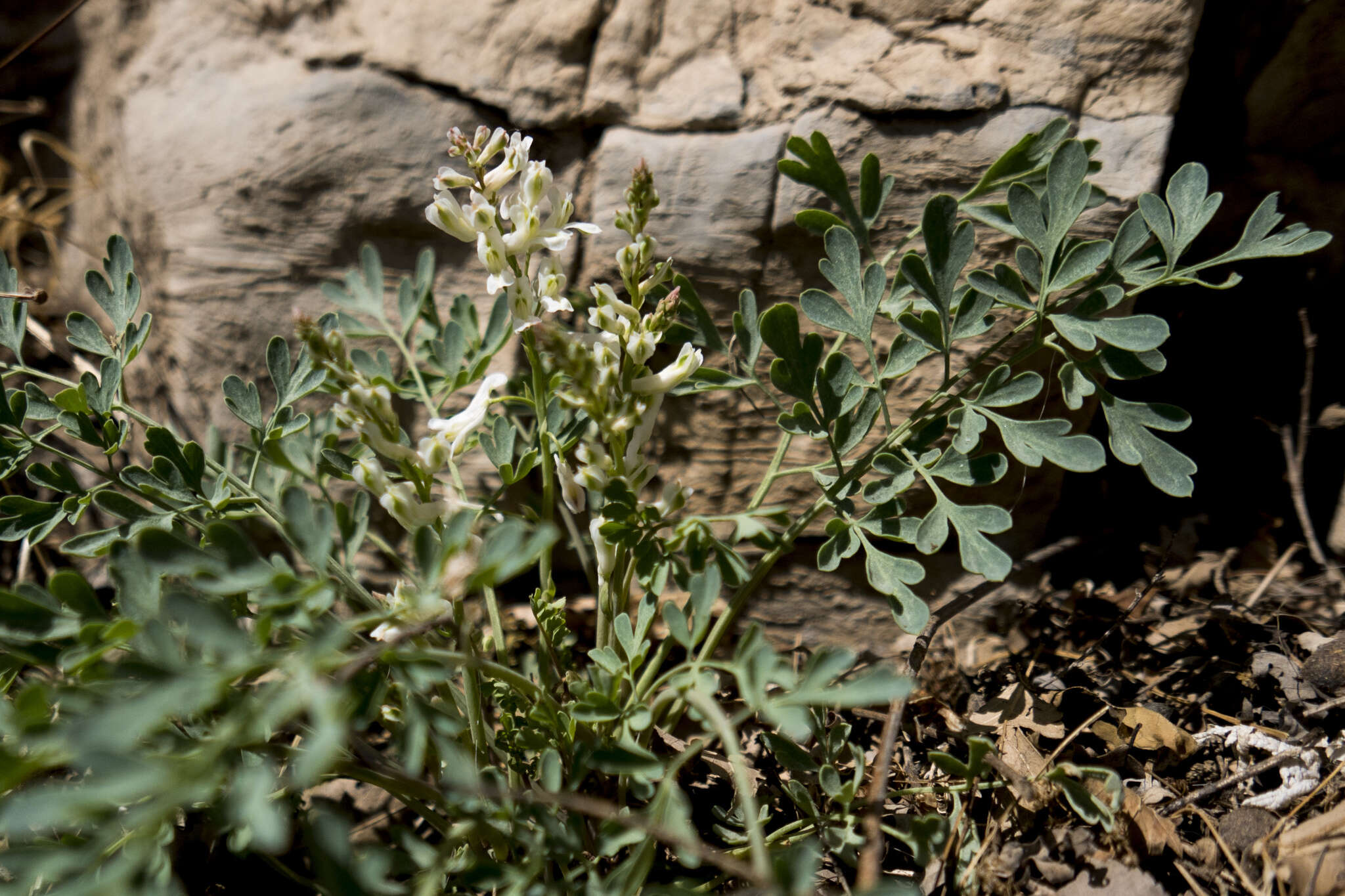 Image de Corydalis fangshanensis W. T. Wang