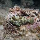 Image of Roundtail filefish