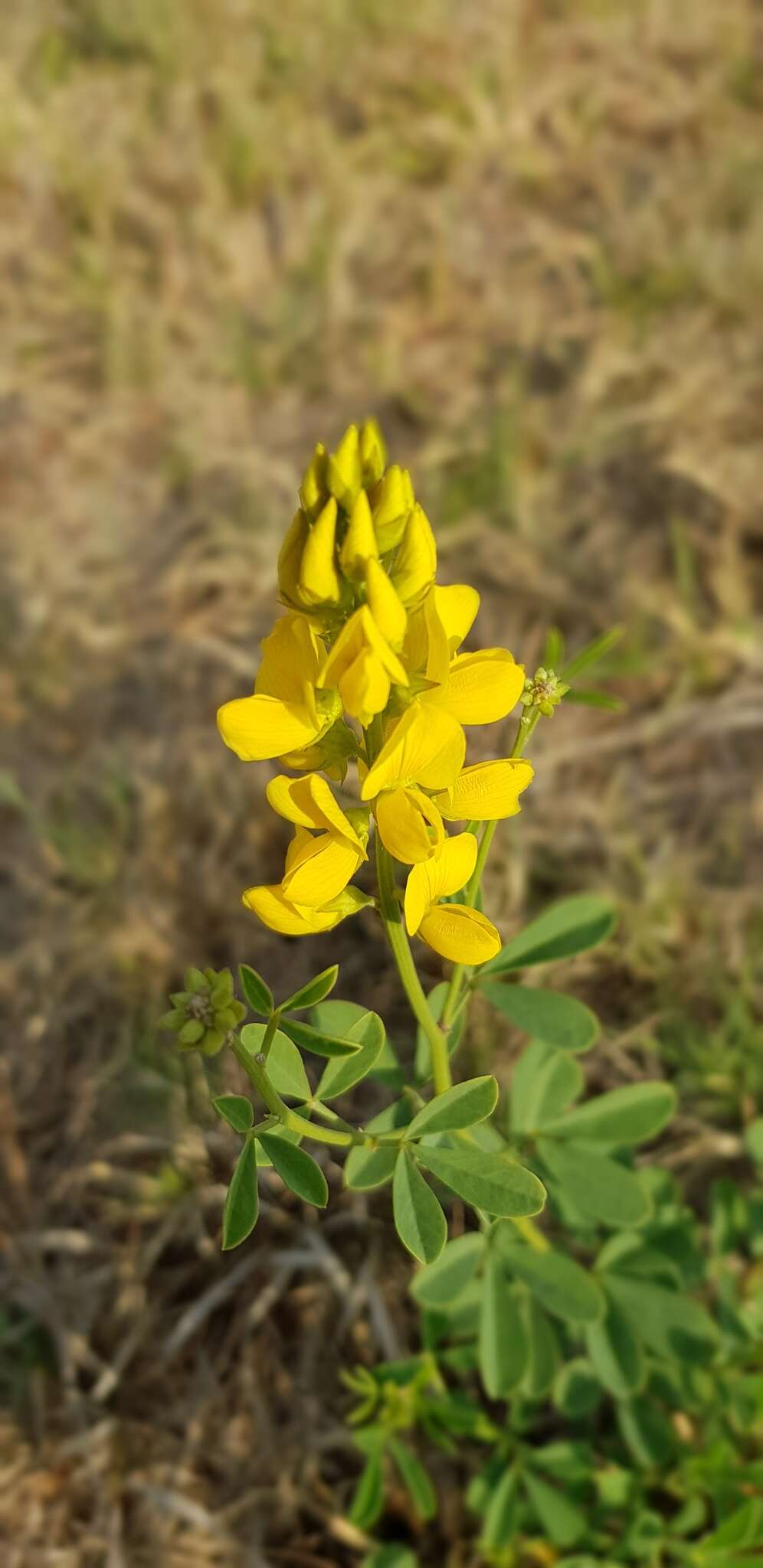 Image of Crotalaria magaliesbergensis