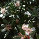 Sivun Leptospermum grandifolium Sm. kuva