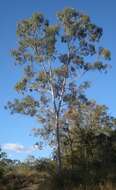 Imagem de Eucalyptus tereticornis Sm.