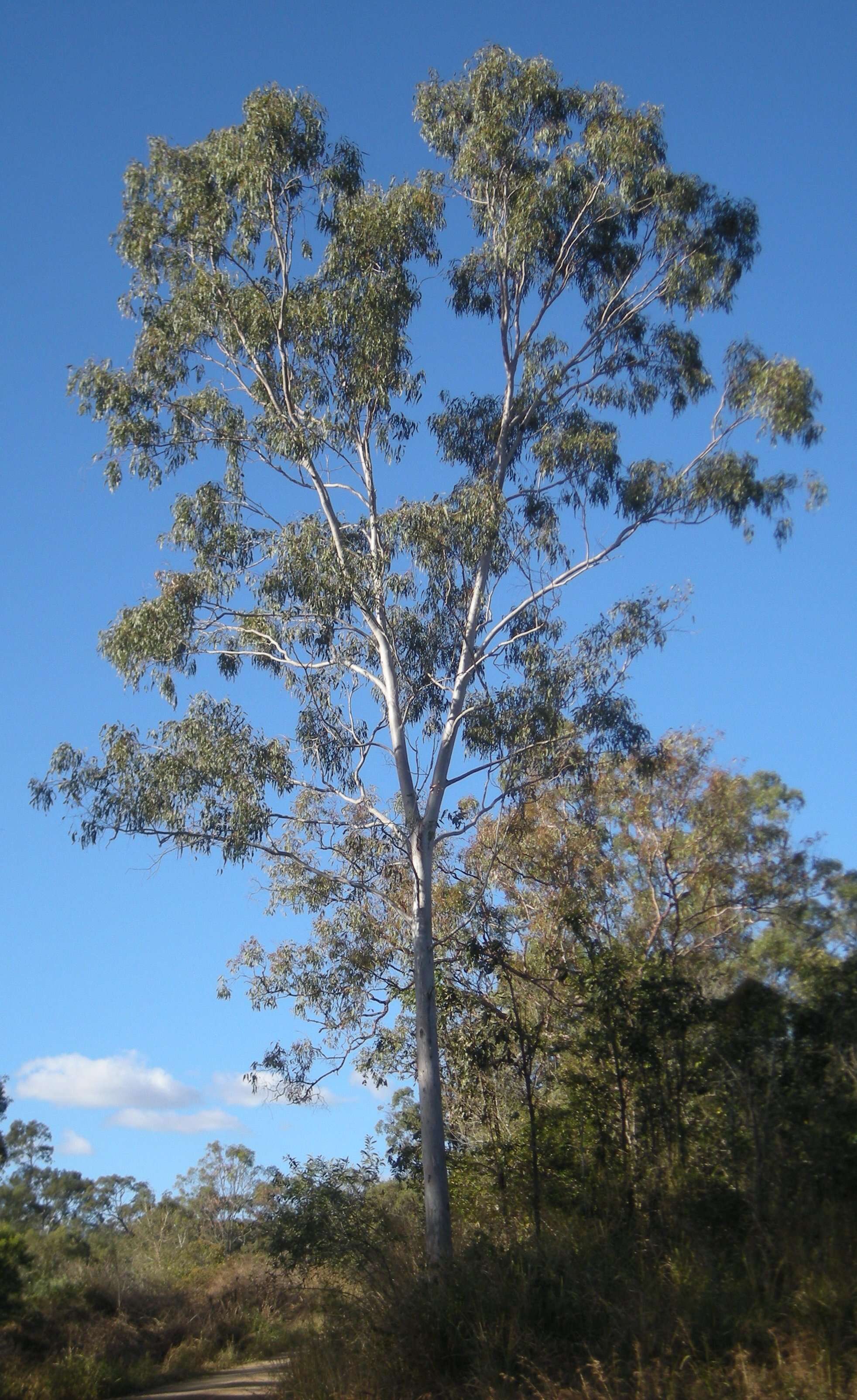 Imagem de Eucalyptus tereticornis Sm.