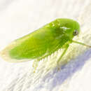 Image of Leafhopper