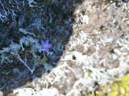 صورة Wahlenbergia violacea J. A. Petterson