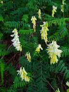 Image of Vicia pinetorum Boiss. & Spruner