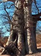 Image of African Baobab