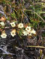 Image of Dracophyllum densum W. R. B. Oliv.