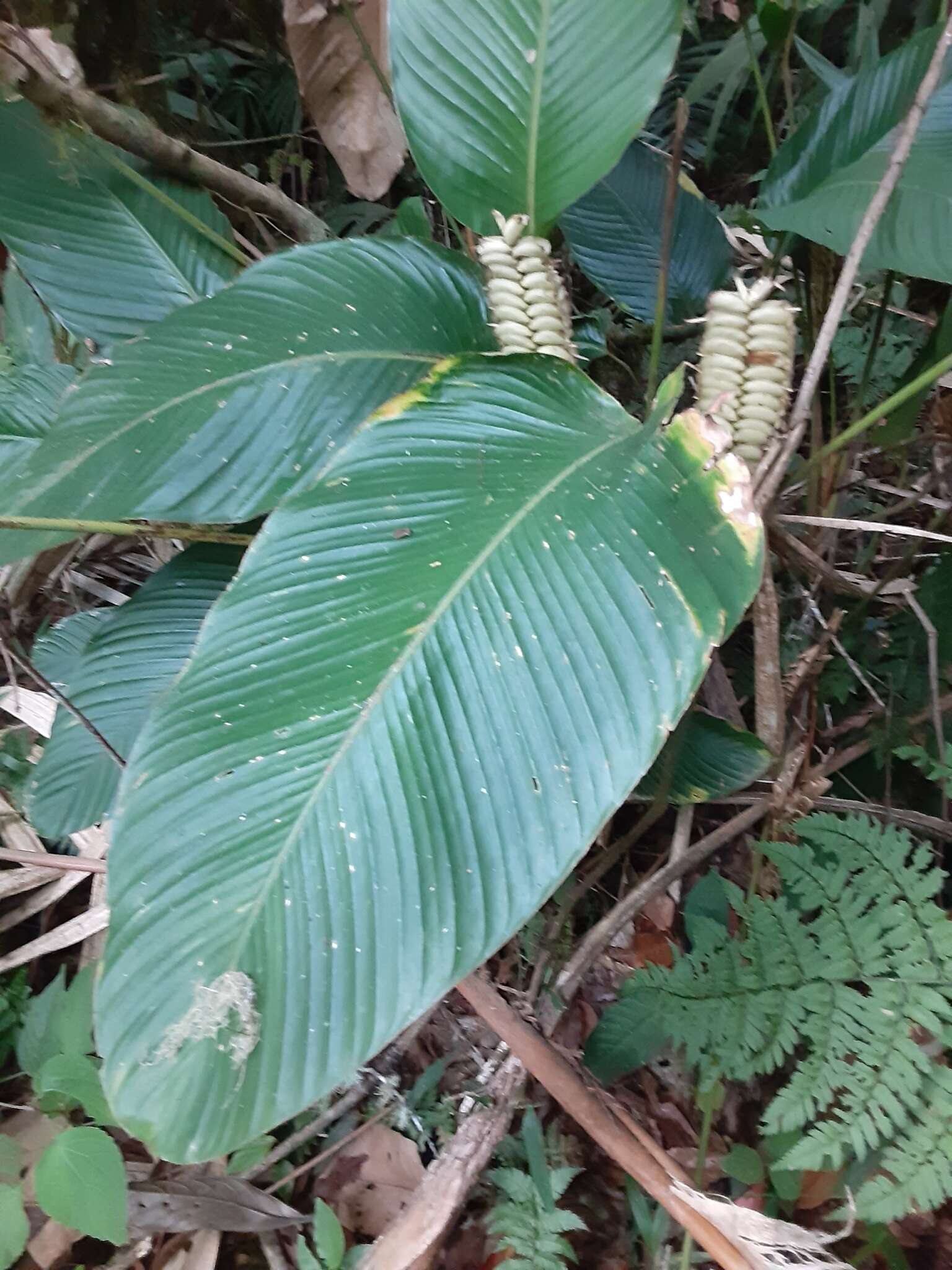 Image of rattlesnake plant