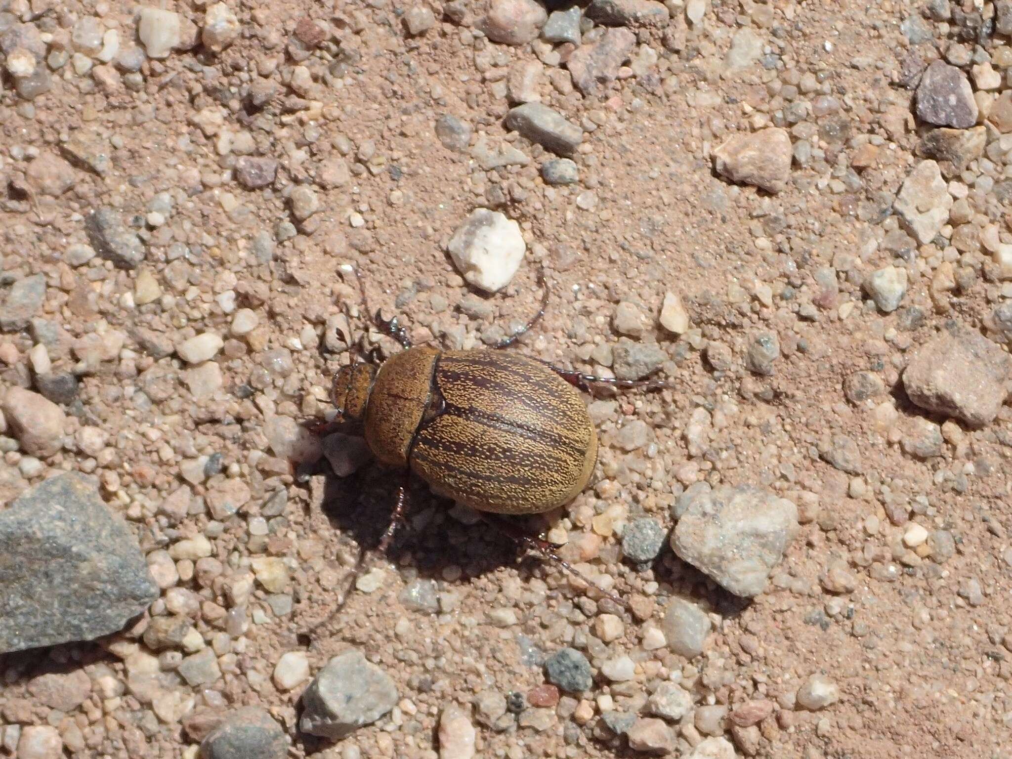 Sivun Phyllophaga (Tostegoptera) lanceolata (Say 1824) kuva