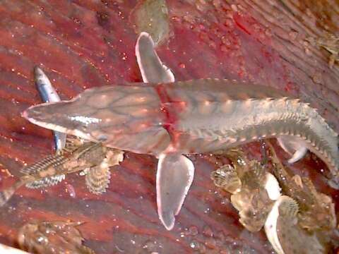 Image of Gulf Sturgeon