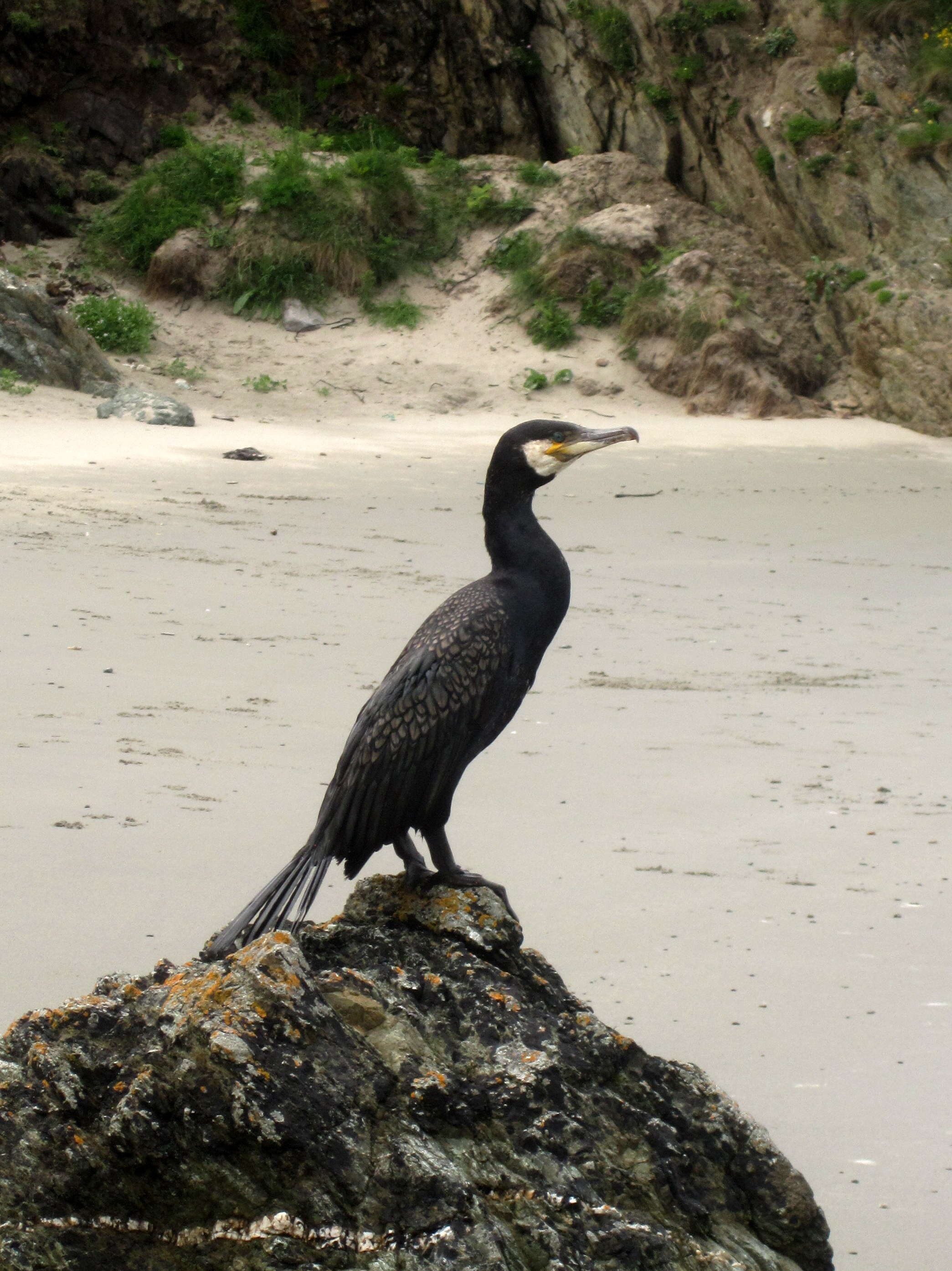 Image of Black Shag