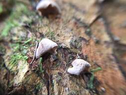 Image of Calyptella totara (G. Cunn.) W. B. Cooke 1961