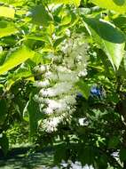 Imagem de Pterostyrax