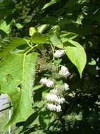 Image of Pterostyrax hispidus Sieb. & Zucc.