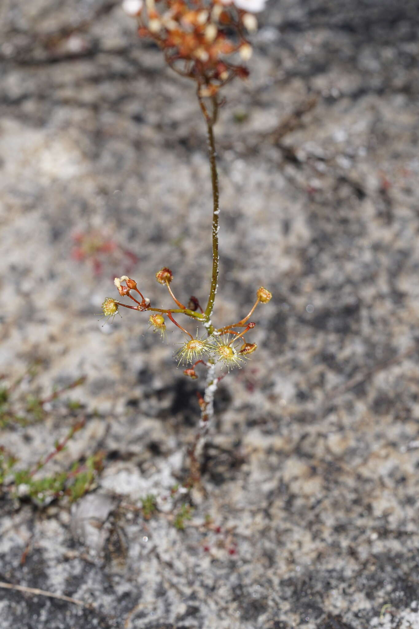 Image de Drosera myriantha Planch.