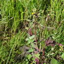 Image of Sonchus asper subsp. asper