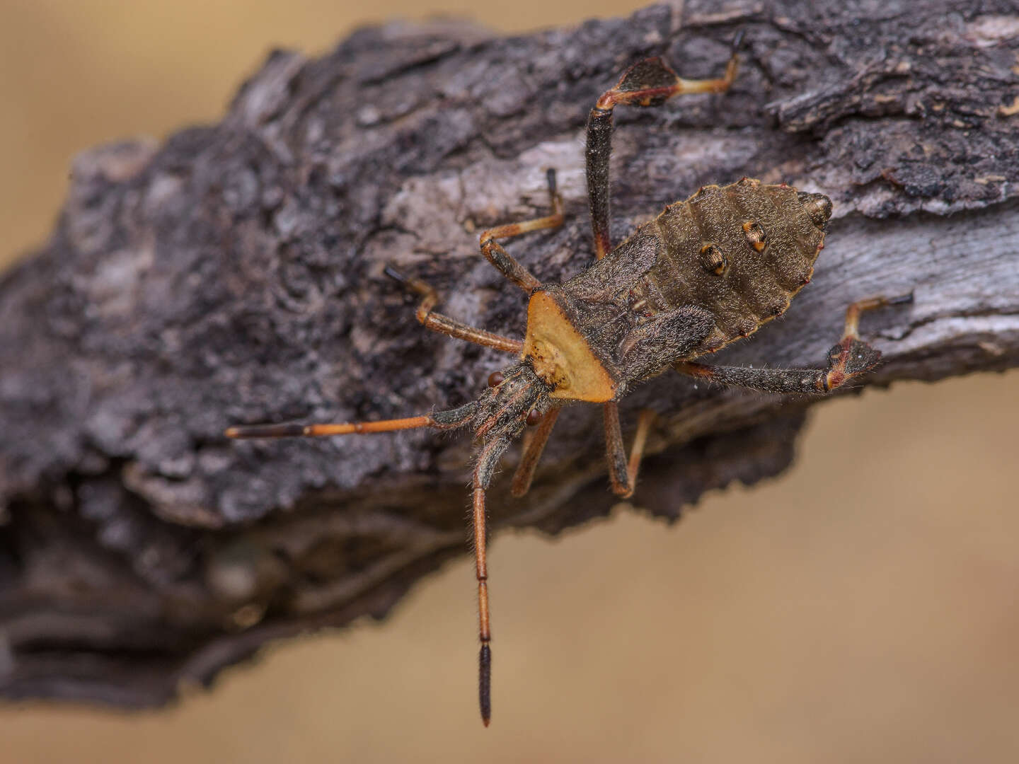 Image of Leaf-footed bug