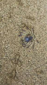 Image of dark blue soldier crab