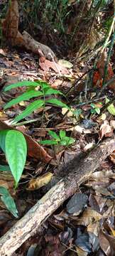 Image of ribbon fern