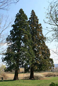 Image of giant sequoia