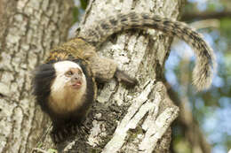 Image of Geoffroy's Marmoset