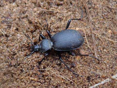 Imagem de Cychrus caraboides (Linnaeus 1758)