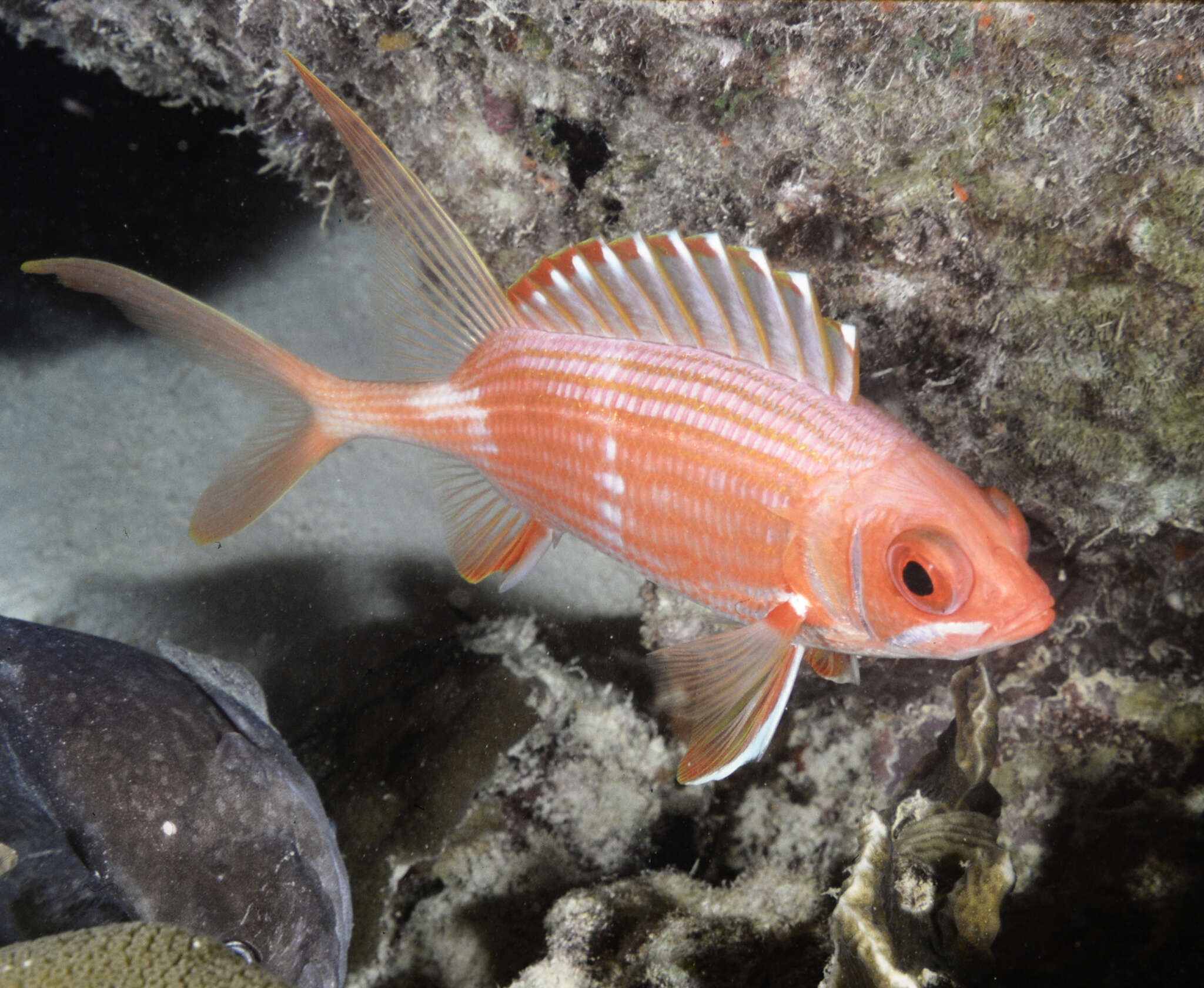 Image of Longspine Squirrelfish