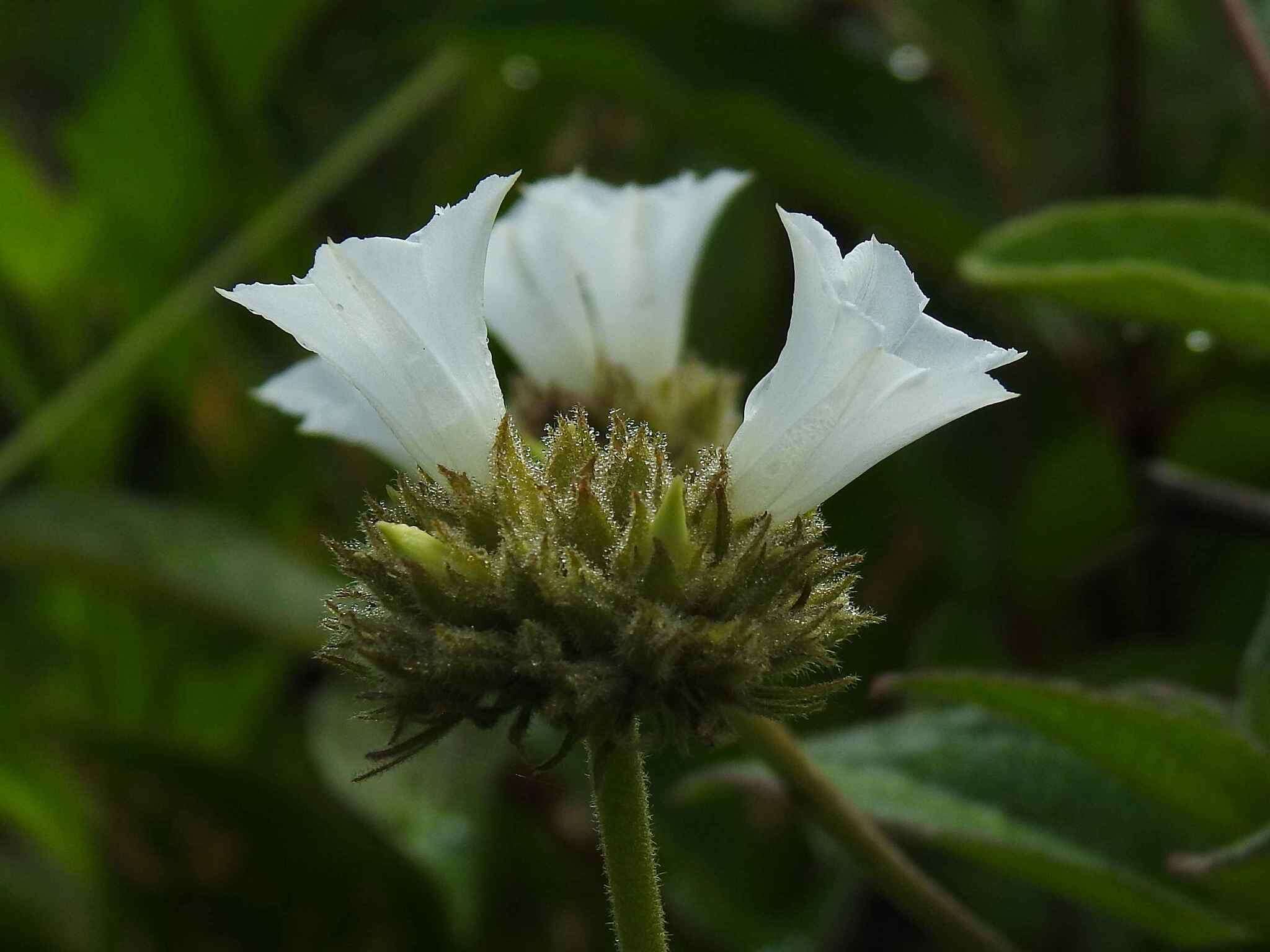 Sivun Jacquemontia guyanensis (Aubl.) Meisn. kuva