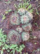 Image of Coryphantha georgii Boed.