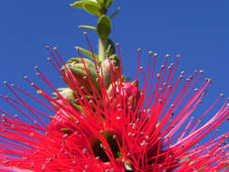 Image of Kunzea pulchella (Lindl.) A. S. George