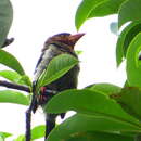 Image of Bornean Brown Barbet