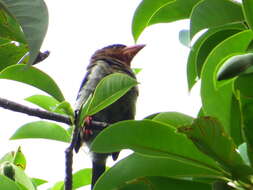 Image of Bornean Brown Barbet