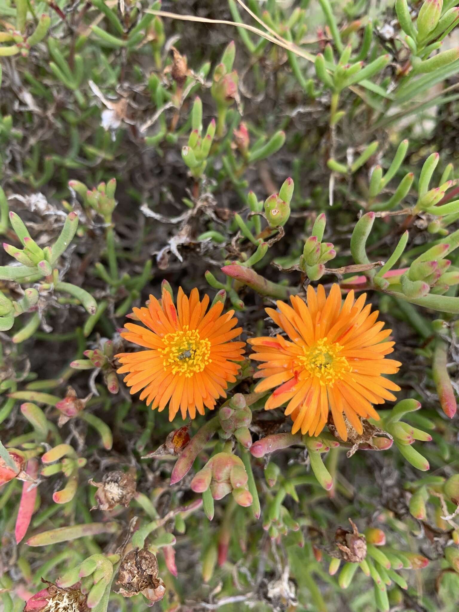 Image of Lampranthus fergusoniae (L. Bol.) L. Bol.