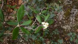 Imagem de Malacomeles paniculata (Rehd.) J. B. Phipps