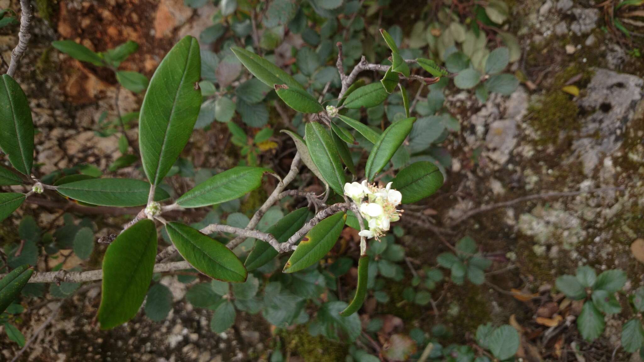 Imagem de Malacomeles paniculata (Rehd.) J. B. Phipps