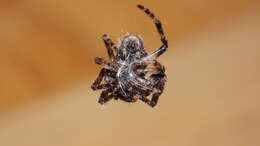 Image of Walnut Orb-Weaver Spider