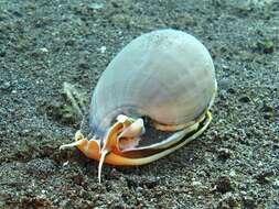 Image of Grey Bonnet