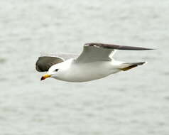 Plancia ëd Larus crassirostris Vieillot 1818