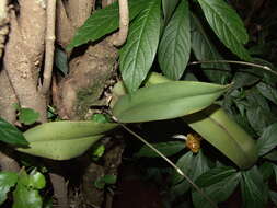 Image of mule-ear orchid