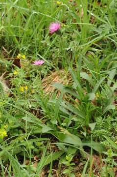 Image of alpine thistle