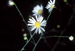 Plancia ëd Boltonia asteroides (L.) L'Hér.