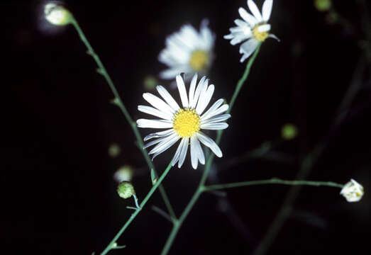 Boltonia asteroides (L.) L'Hér. resmi