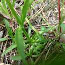 Image of Plymouth Rose-Gentian