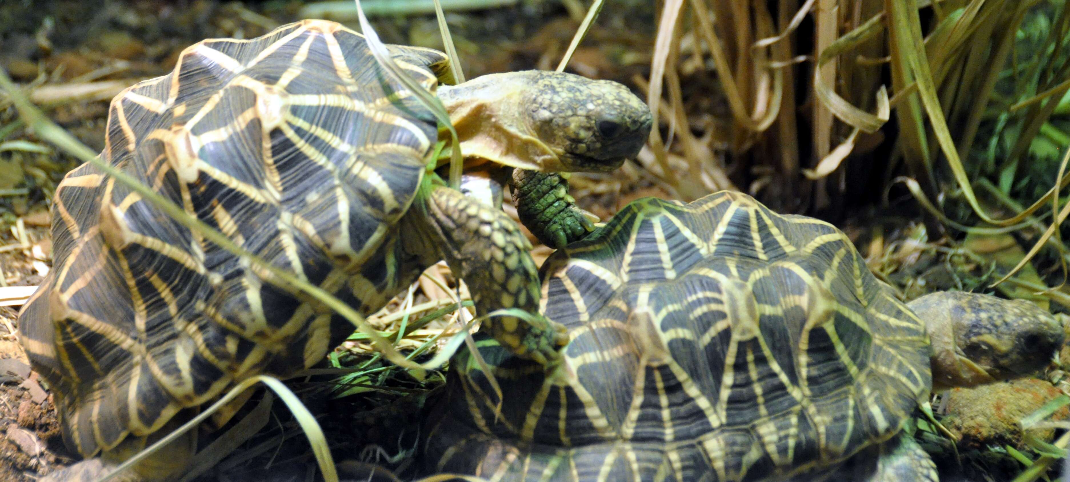 Image of Typical Tortoises