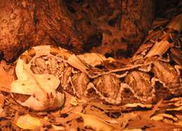 Image of Rhinoceros Viper