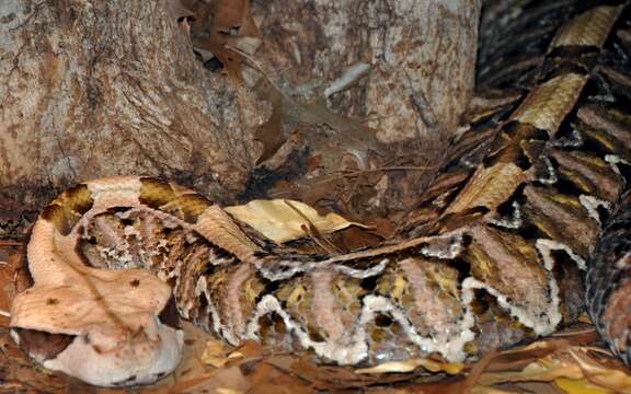 Image of Rhinoceros Viper