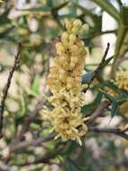 Image of Grevillea ramosissima subsp. ramosissima