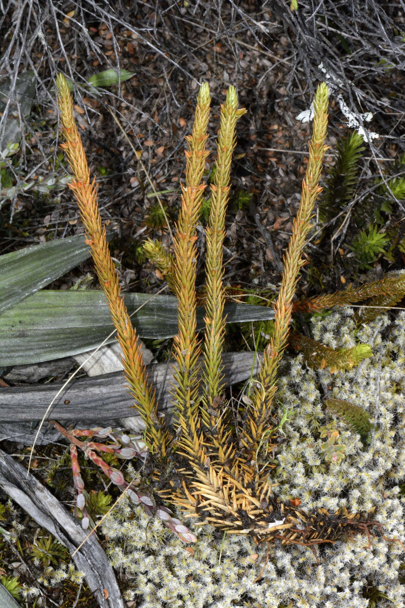 Image of Huperzia australiana (Herter) Holub