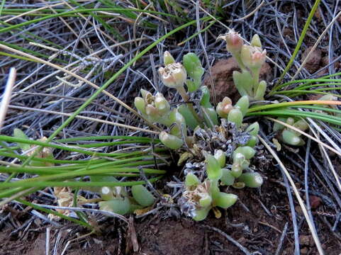 Image of Delosperma lootsbergense Lavis